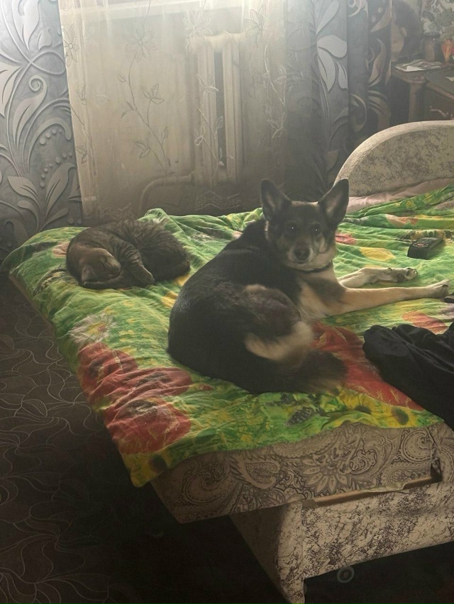 СРОЧНО!! ПОЛ ЧАСА НАЗАД УКРАЛИ СОБАКУ У АШАНА! ОТВЯЗАЛИ ...