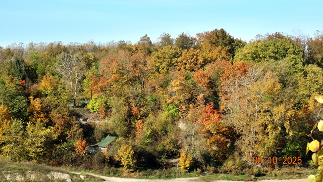 Осень в городе.На фото №3 Энт - пастырь деревьев из Влас...