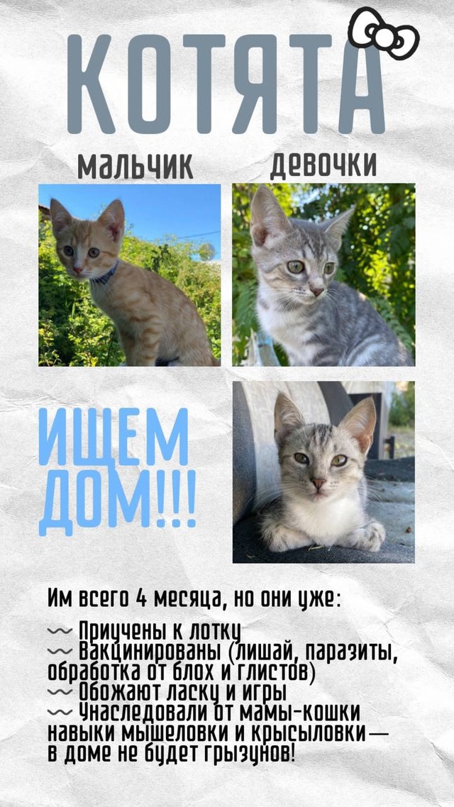 Связываться через личные сообщения🐈
Самовывоз🚘