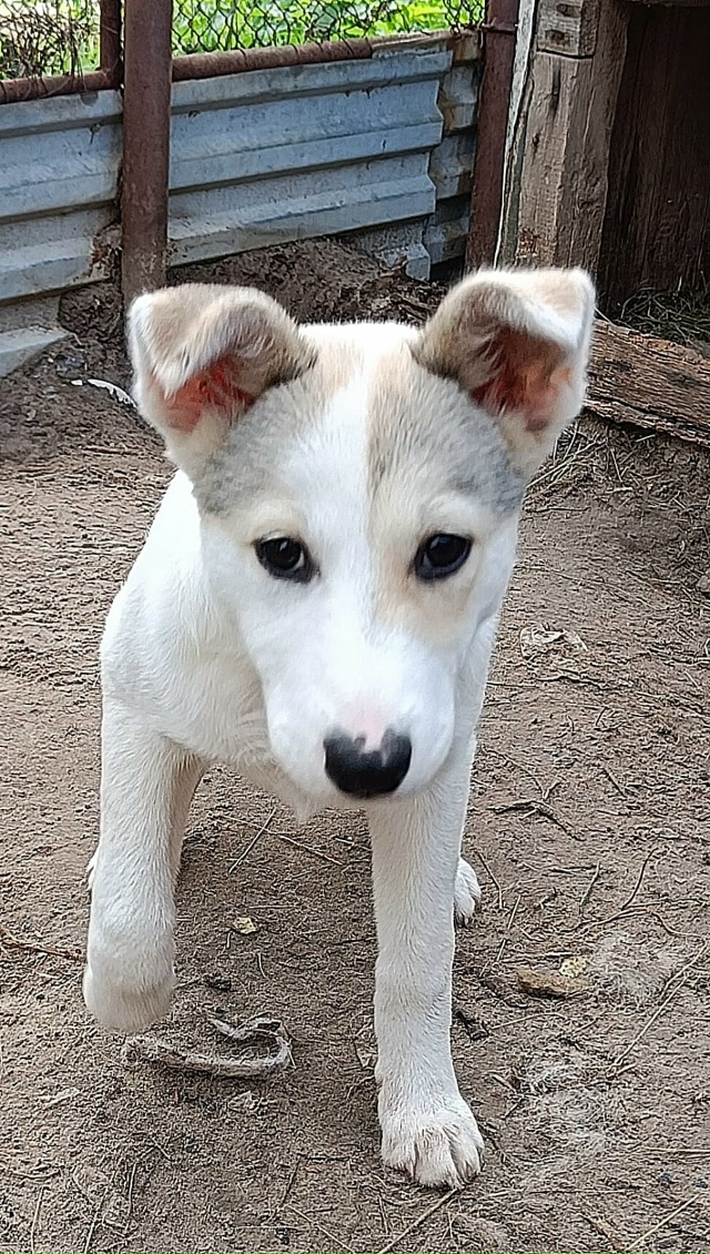Мы ищем дом для Пульки. Маленькой ее, как водится, выбр?...