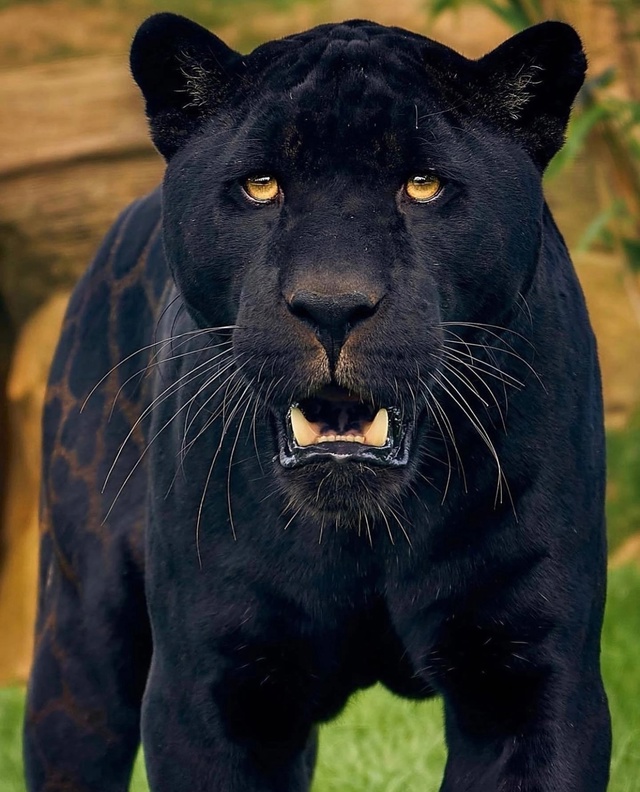 Звезда Амстердама — ягуар Нерон. Чёрный ягуар по имени...