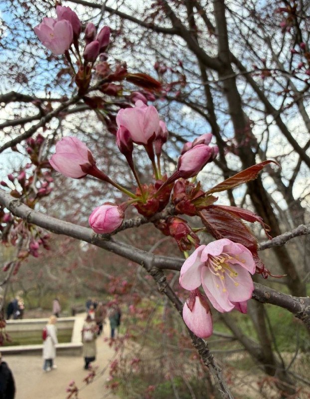 Девочки, в «Аптекарском огороде» расцвела сакура — уже сегодня появились первые бутоны, а завтра они