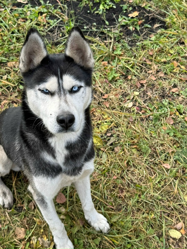 Вот такой красавчик пришел на дачу в чистых прудах. До ?...