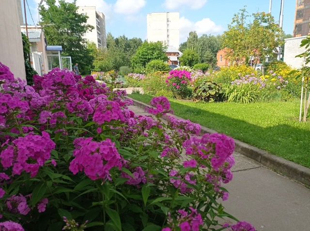 🌸Цветник возле 