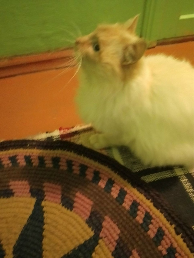 Животные
1. Потерялся котенок, серенький пушистый, ему ...