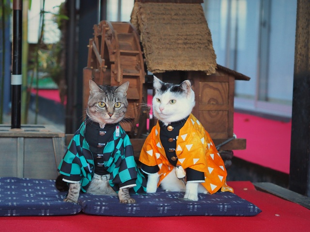 #косплей #Kimetsu_no_Yaiba / Клинок, рассекающий демонов
Котей?...