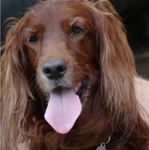 ? Убийца по праздникам: в селе под Тольятти живодер уб...