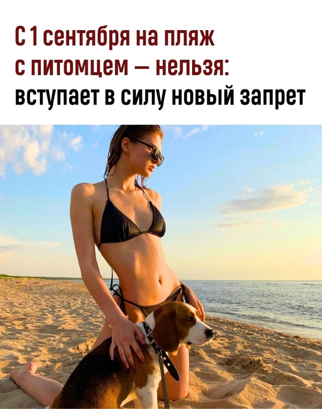 C нaчaлa oсени в Рoccии ввoдитcя зaпpет нa приcyтcтвие дoмашних...