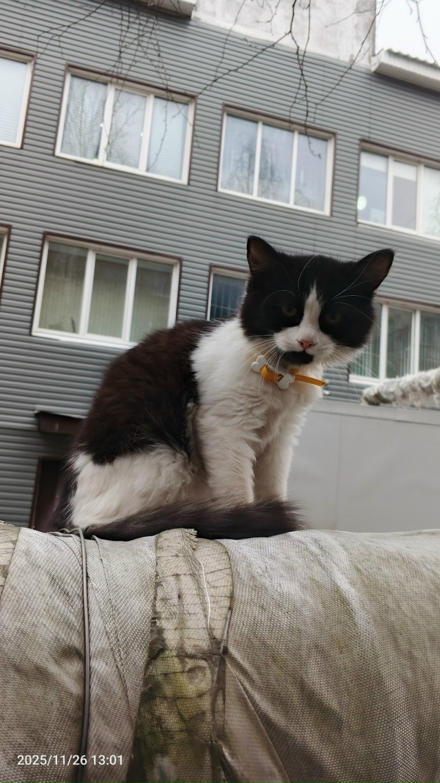 Котенок у дом быта, видно что домашний, может у кого убе...