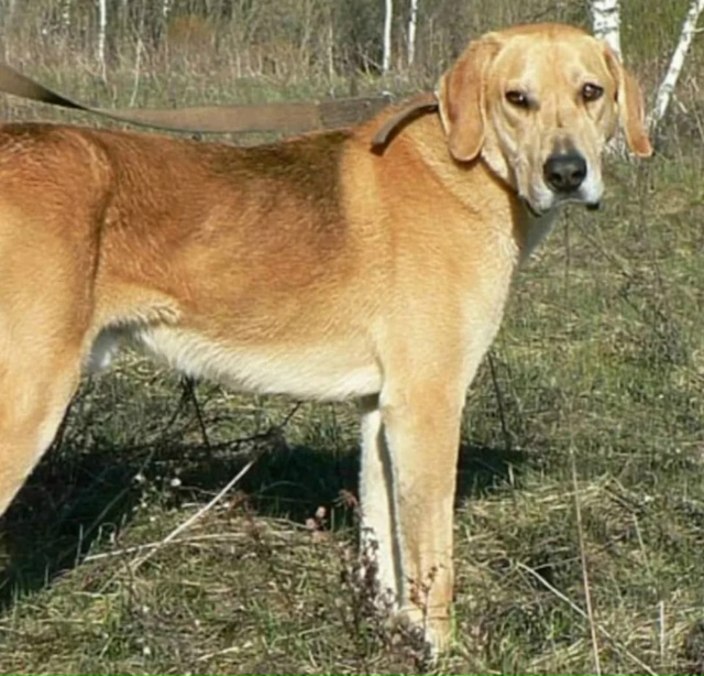 Пропали собаки в возрасте полтора года: сучка и кобель