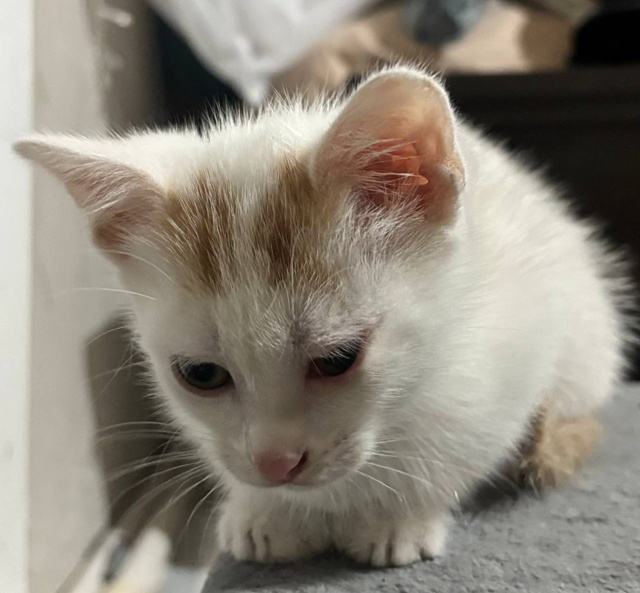 Отдам котят в добрые руки, приучены к лотку, домашние, в...