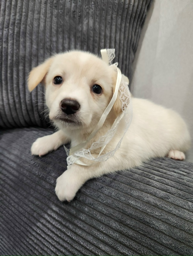 САМЫХ ЛЮБЯЩИХ И ОТВЕТСТВЕННЫХ РОДИТЕЛЕЙ ИЩЕМ ДЛЯ МАЛЕ?...