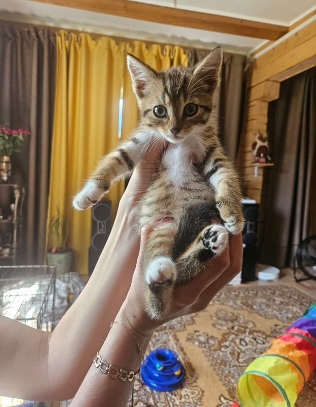 🐈Котята ищут дом🐈
Были спасены с улицы.
Оба мальчики...