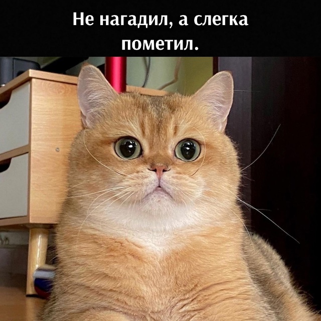 Да, хозяин, всё это сделал я.