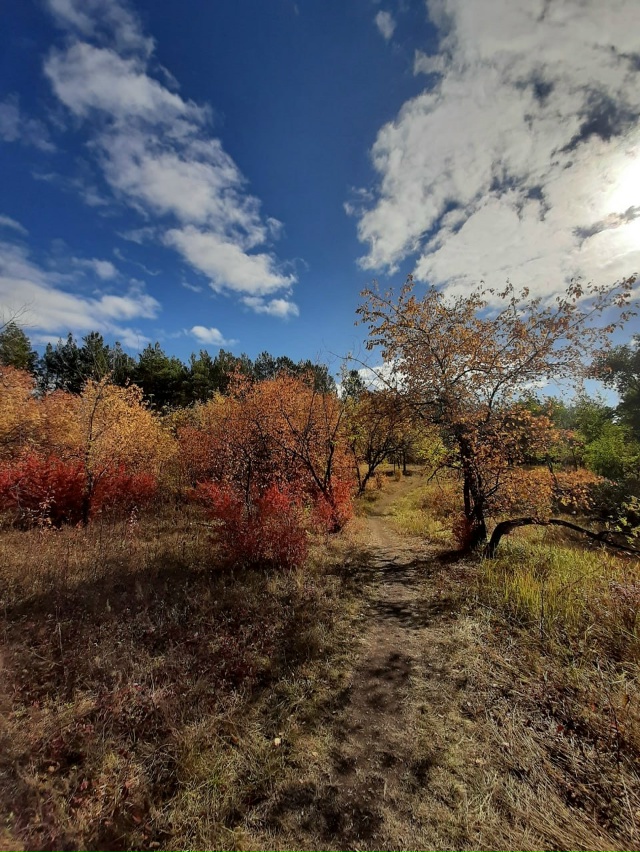 ??Улыбка осени. Успеваем наслаждаться! Лесопарк в че...