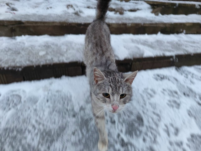 Люди добрые! Рядом с 12 магазином, напротив «Приветливо?...