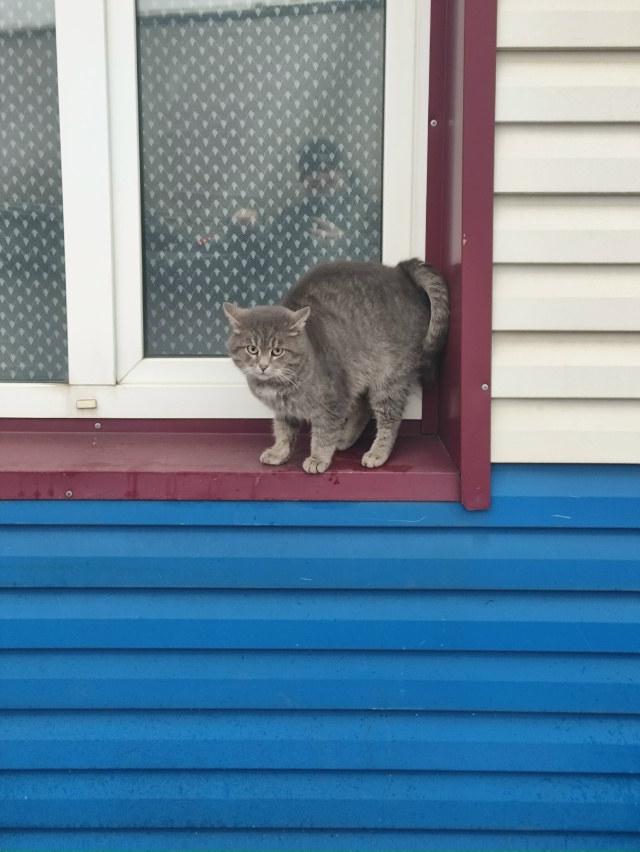 #мявстерская
Морозновое
Борис