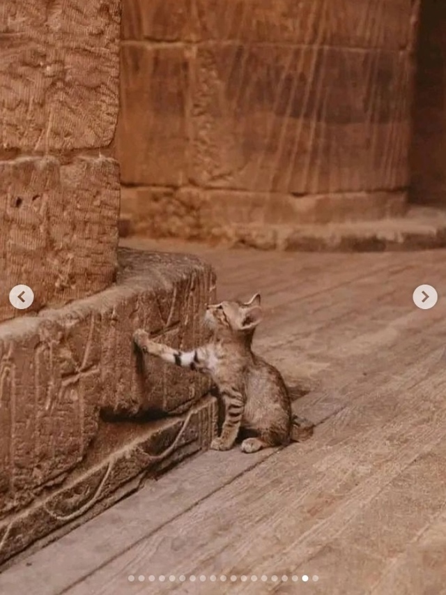 В Древнем Египте кошка была не просто домашним животны...