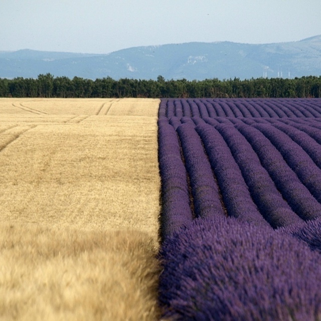 Гpаницa мeжду пшeничным и лaвaндoвым полeм во Фpaнции.
Слиш...