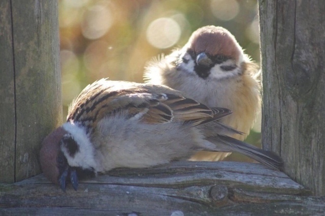 Спящий воробушек — это прям про меня, они не считает се...
