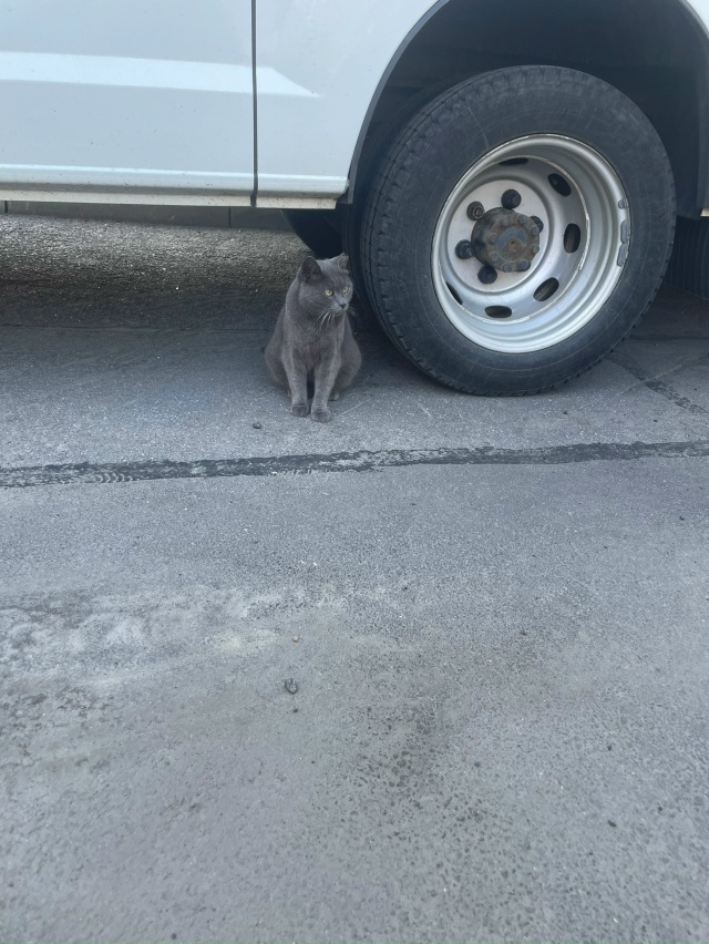 никто не терял кота? британец, ушко будто чуть обрезано...