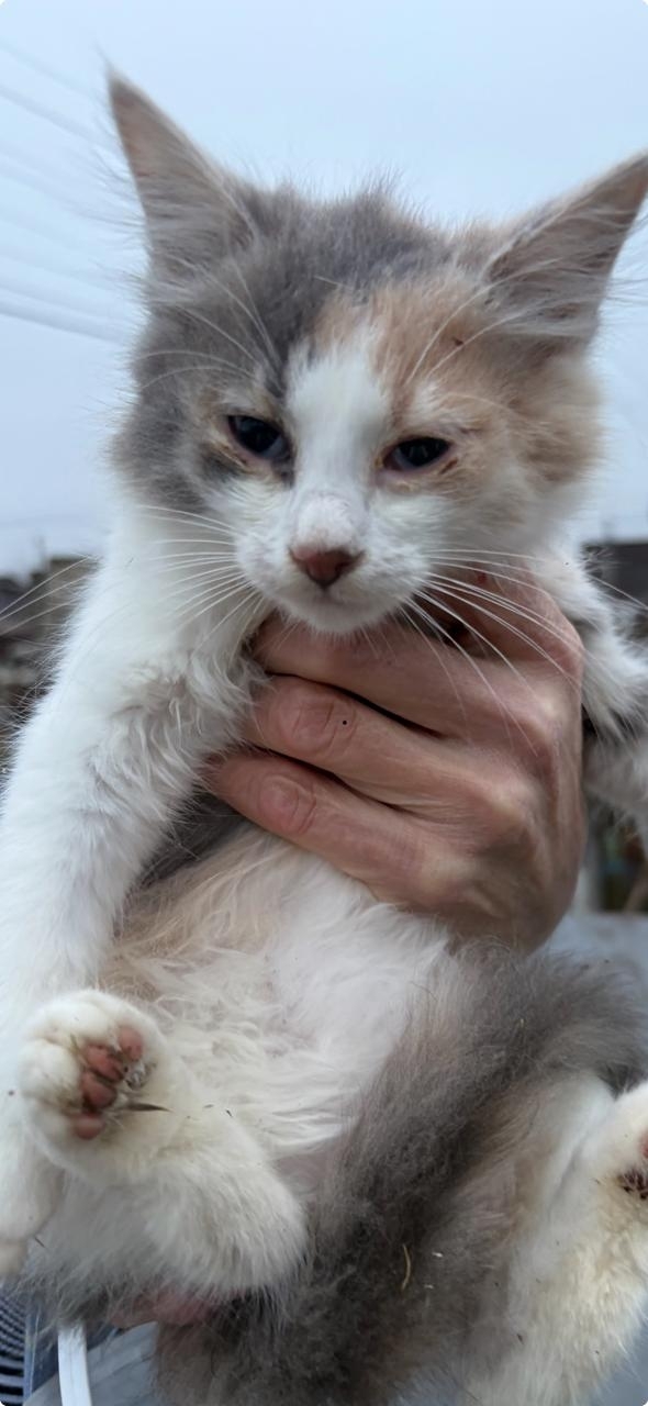 Помогаю информационно.
СПб и Лен.обл.
Нужен дом для чуд?...