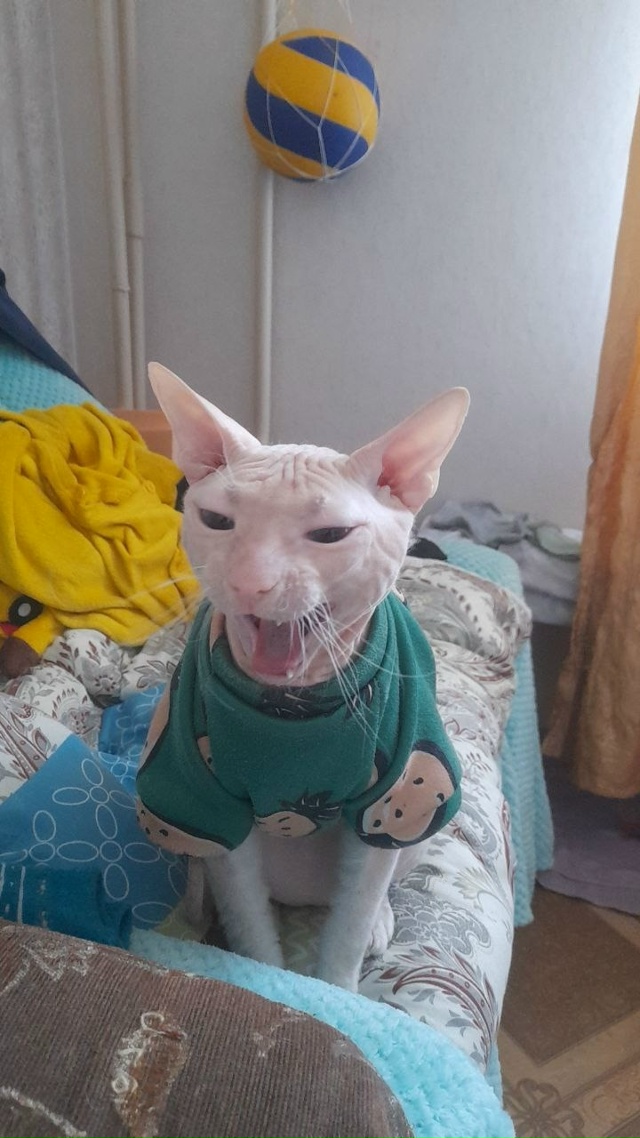 А это у нас Феникс, а так же Фенюша, Фенечка, Фенюшечка, ?...