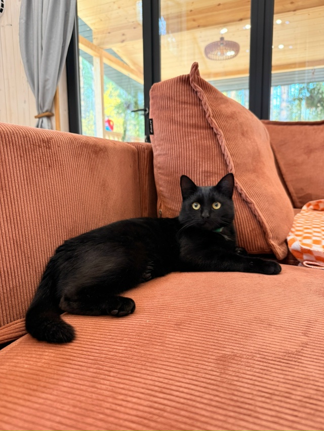 Пропала кошка ул. Пушкина, либо Куйбышева
Пугливая, ра?...