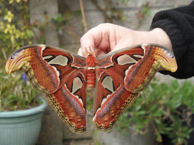Attacus Atlas — удивительная бабочка, замаскированная под з?...