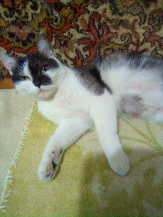 ВНИМАНИЕ Нижняя Тура‼️ЧЬЯ КОШЕЧКА❓️
Сидела, мёрзла ?...