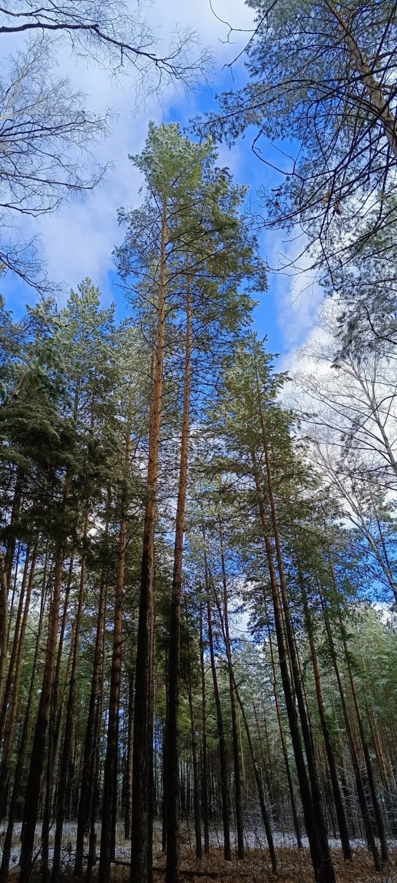 В лесу Прибрежного
📸 Красивые места Самары и област?...