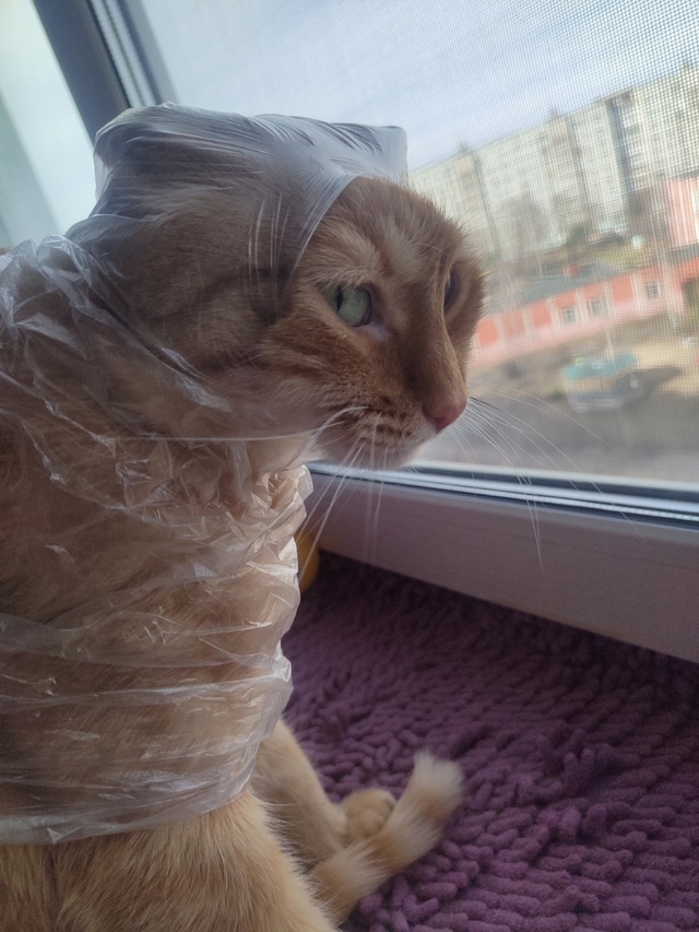 Играл с пакетом и проиграл😸