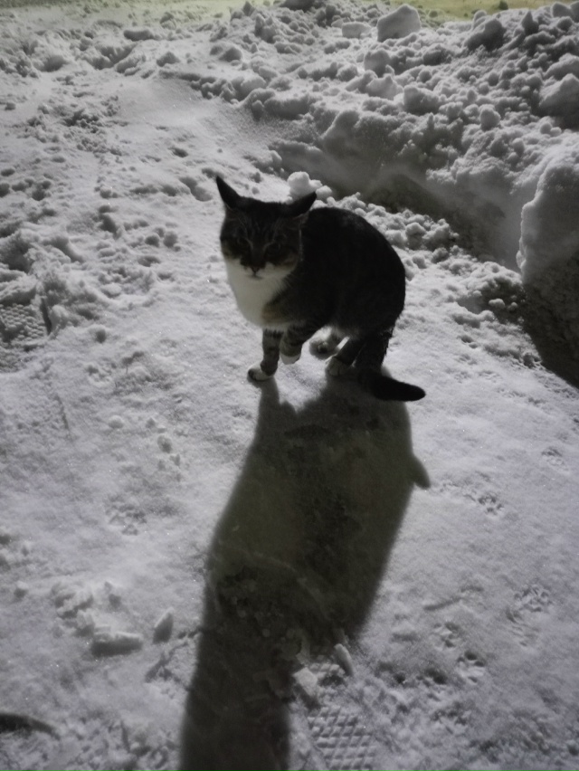 Чей кот или кошка, примерно неделю назад появился в под...