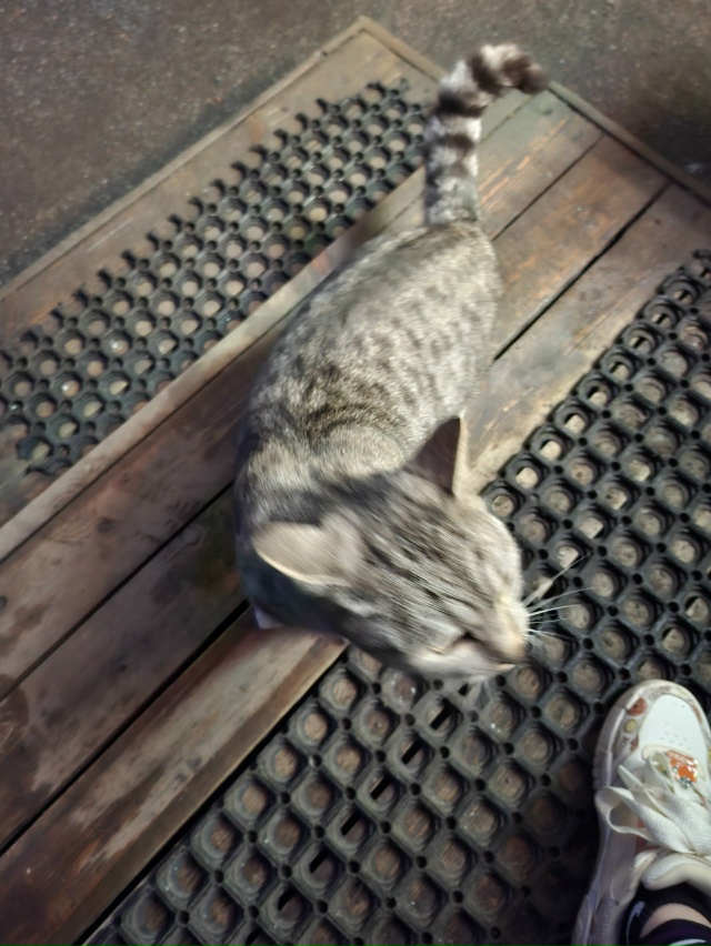 Потеряшка?))) Бегает и кричит на Петергофской 6/1🥺
#фото...