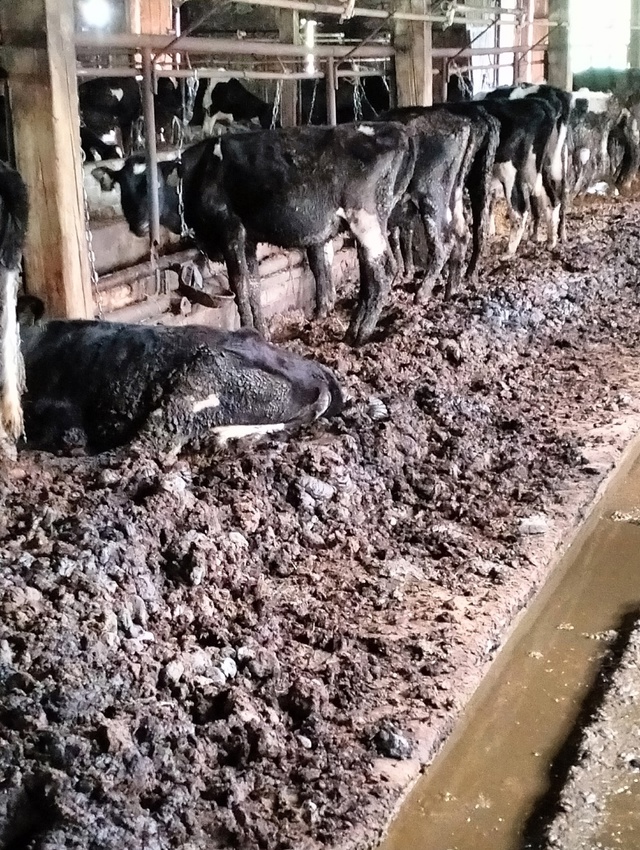 ⚡Глава Верховажского района вмешался в ситуацию на фе...