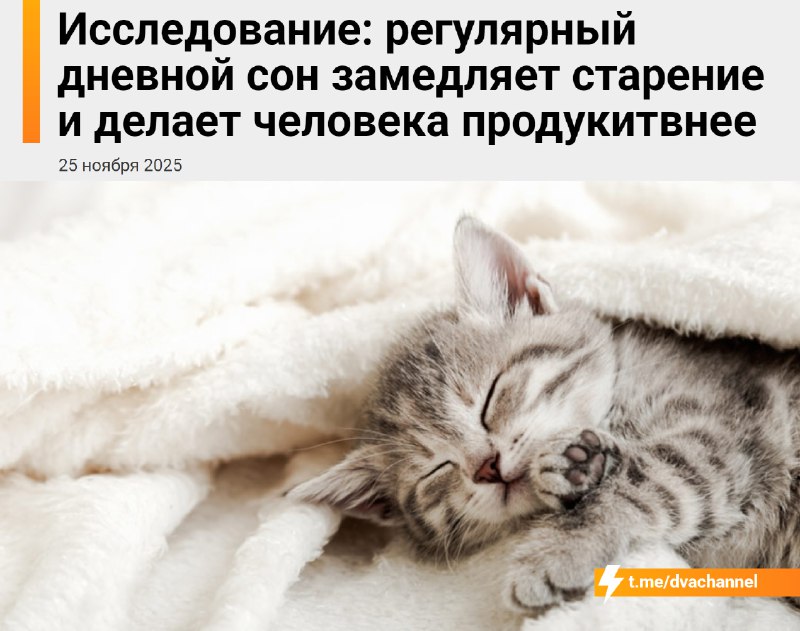 Регулярный дневной сон замедляет старение и делает вас продуктивнее, показало исследование
Учёные в
