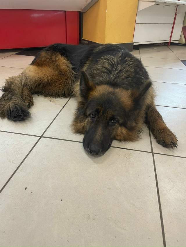 Чья собака бегала вчера на комсомольской 30. ,собака оче...