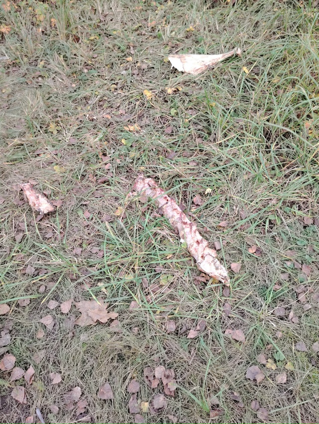 До каких пор будет это безобразие? Куда смотрит санпид?...