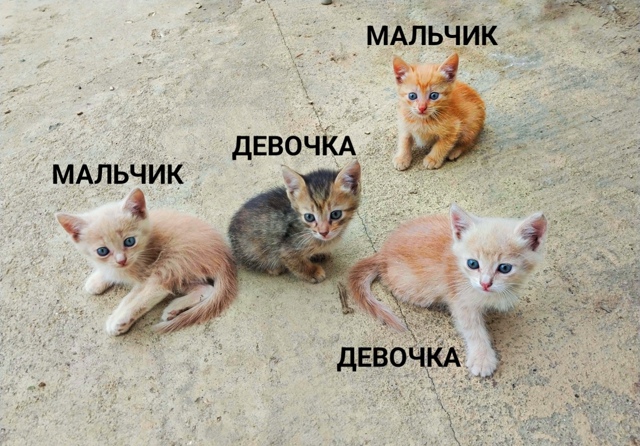 Отдам котят в добрые руки!
Игривые, ходят в лоток
Рыжий ...