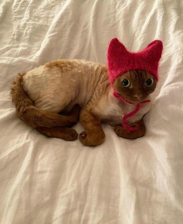 Вязаные шапки для котеек — новый тренд в соцсетях: кош?...