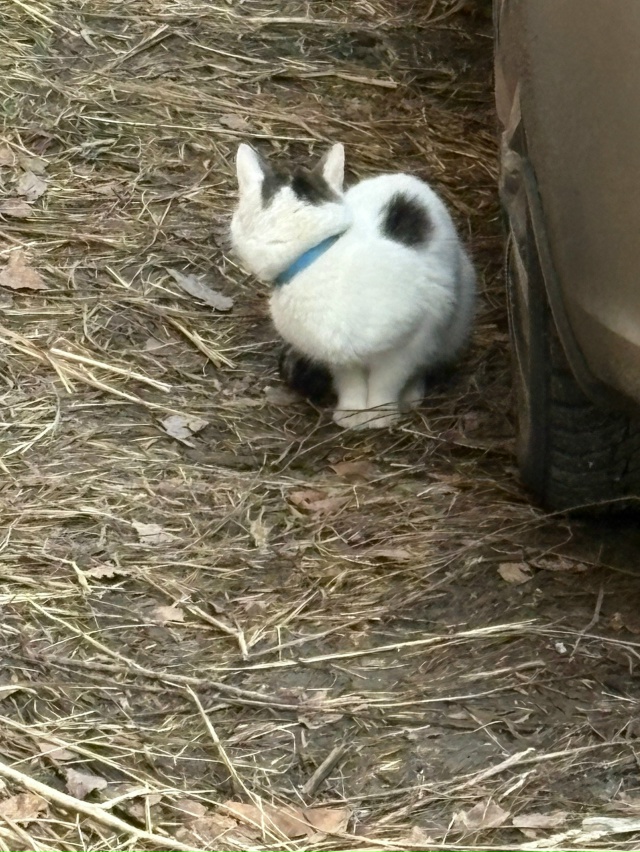 Кто потерял????Видно чистенькая,район АБВГДейки(может к...