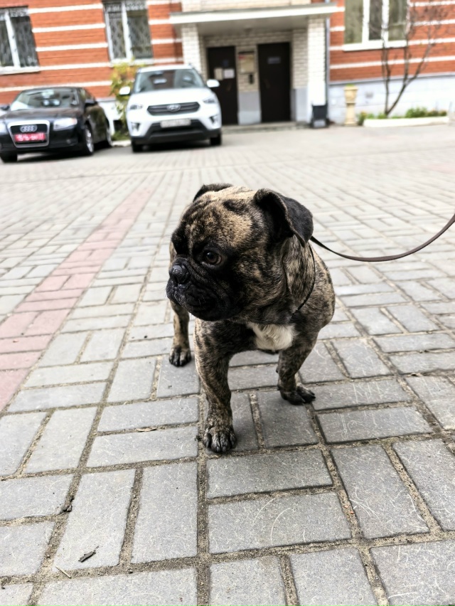 Разместите пожалуйста!
НАЙДЕН ПЁС В ОШЕЙНИКЕ!🆘
На пер?...