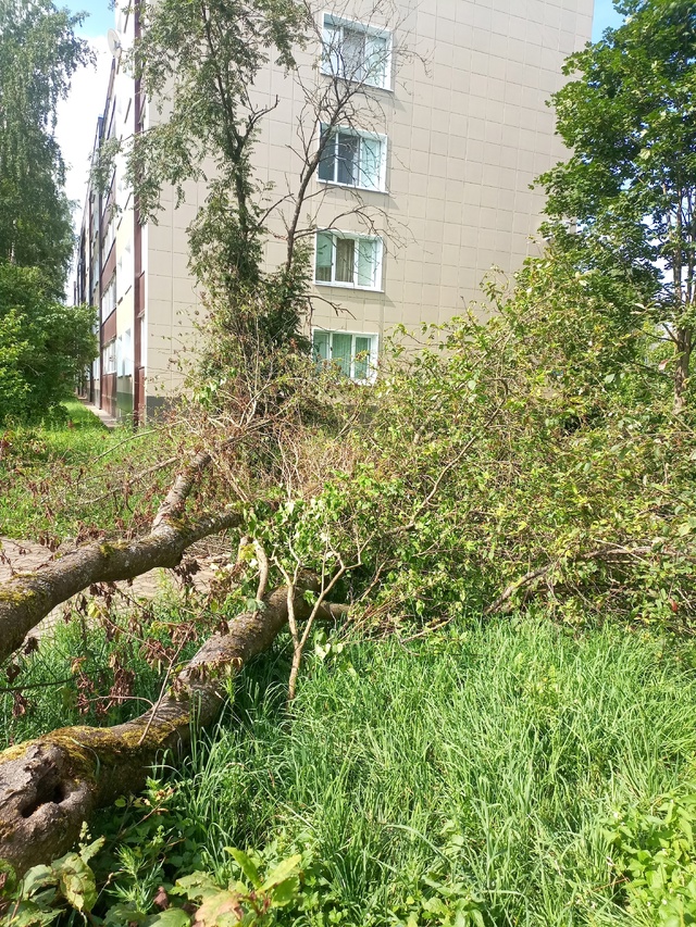 С 13-го июля после урагана, до сих пор, лежит упавшее дер?...