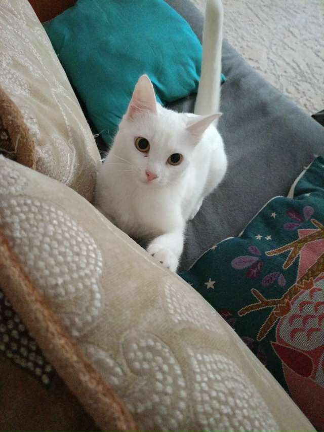 У кого есть похожий котенок в добрые руки? Характер Лас...