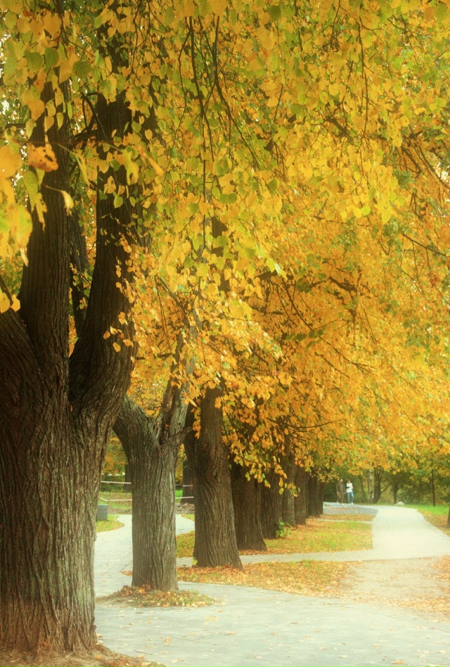 Золотой Ярославль 🍁
📷 Антон Зубайров