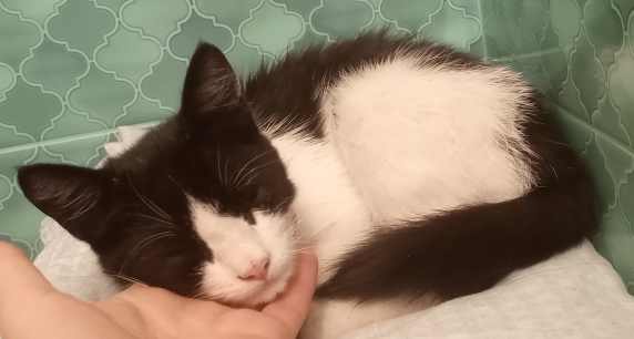 Срочно нужен дом котенку из Санкт-Петербурга!
Мальчи?...