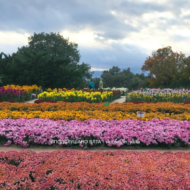 В Никитском ботаническом саду открылся бал хризантем ?...