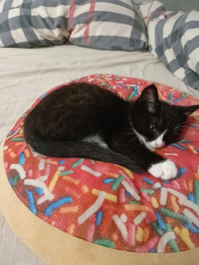 Отдаем в самые добрые руки. Котенка забрали из семьи, г?...