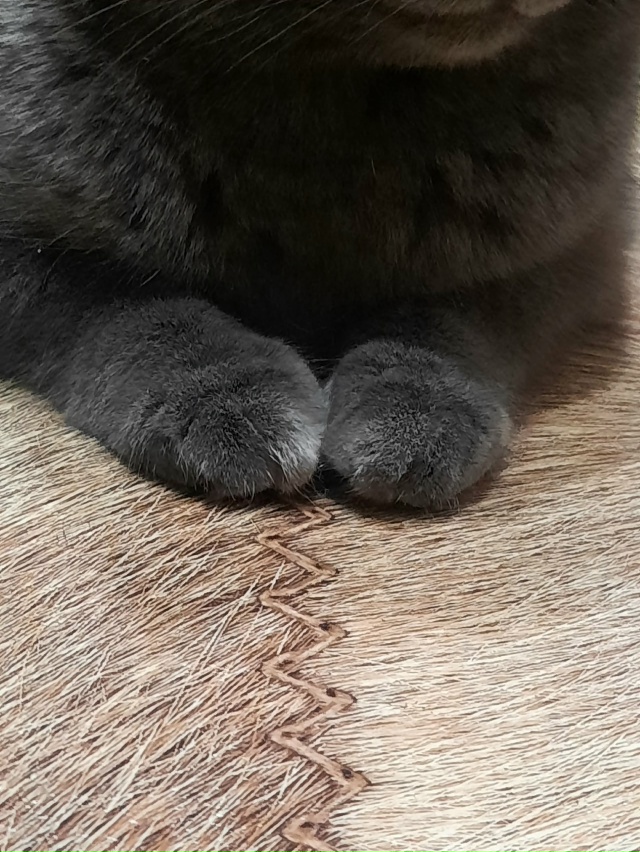 Любимый кот 🐱