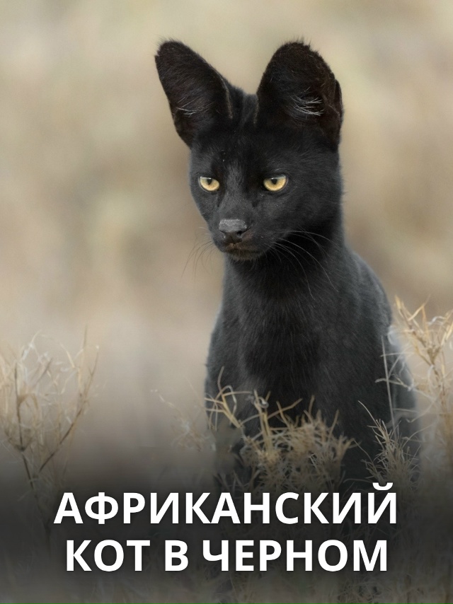 В самом сердце африканских саванн живёт одно из самых ?...